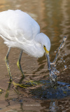 Snowy Egret Big Splash (image 7059)