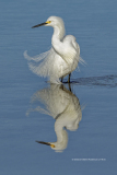 Snowy Egret with reflection  (image 7361)