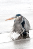Great Blue Heron in icy stream  (image7834)