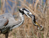 Great Blue Heron with Brown Water Snake (image 8049)