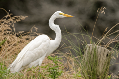 Great Egret by post   (image 8223)
