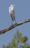 Great Egret overlooking marsh (image 8578)
