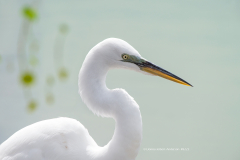 Egret Egret   (image 9370)